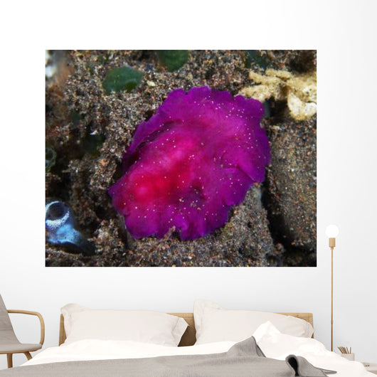 Fuchsia Pink Flatworm with Wall Decal