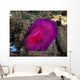 Fuchsia Pink Flatworm with Wall Decal