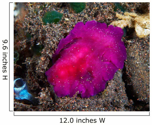 Fuchsia Pink Flatworm with Wall Decal