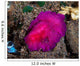 Fuchsia Pink Flatworm with Wall Decal