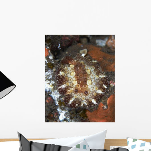 Brown and White Discodoris Wall Decal Design 1