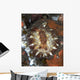 Brown and White Discodoris Wall Decal Design 1