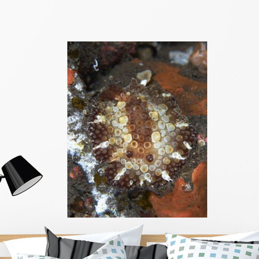 Brown and White Discodoris Wall Decal Design 1