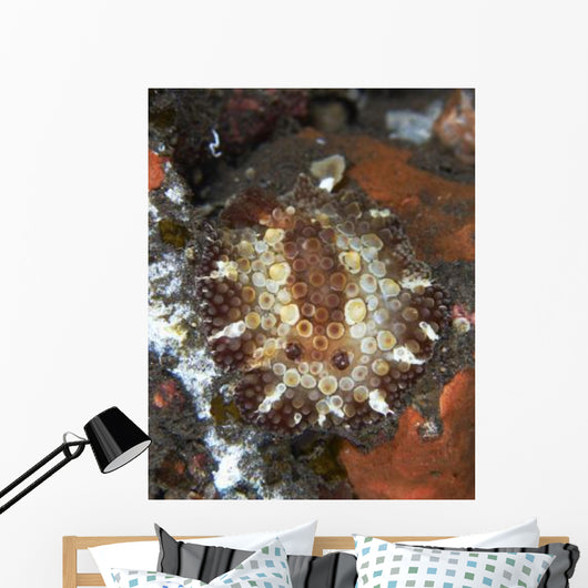 Brown and White Discodoris Wall Decal Design 1