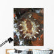 Brown and White Discodoris Wall Decal Design 1
