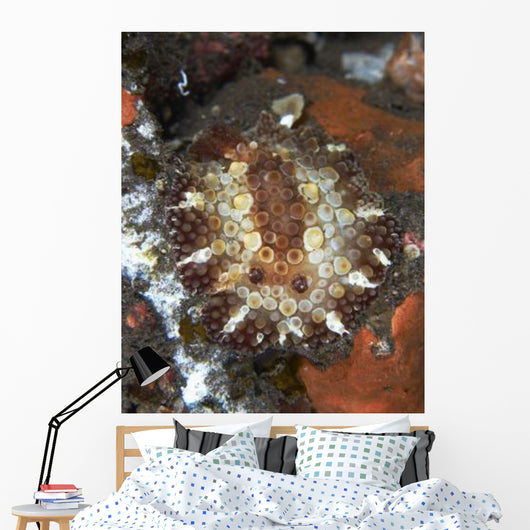 Brown and White Discodoris Wall Decal Design 1