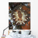 Brown and White Discodoris Wall Decal Design 1