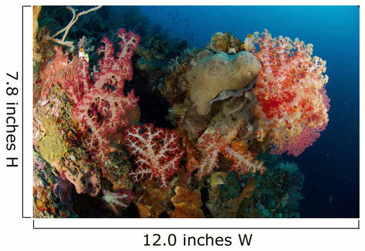 Reef Scene with Gorgonian Wall Decal Design 1