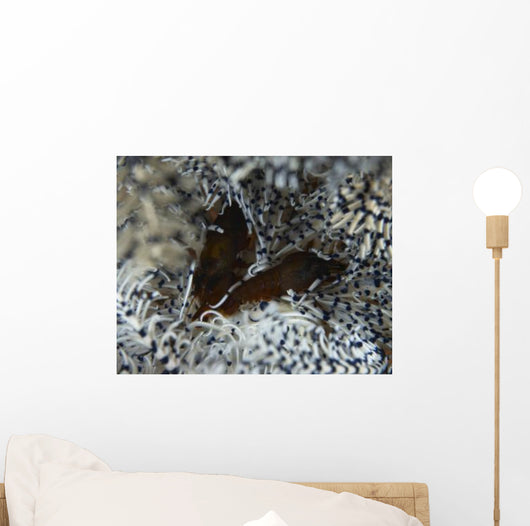 Pair Brown Snapping Shrimps Wall Decal