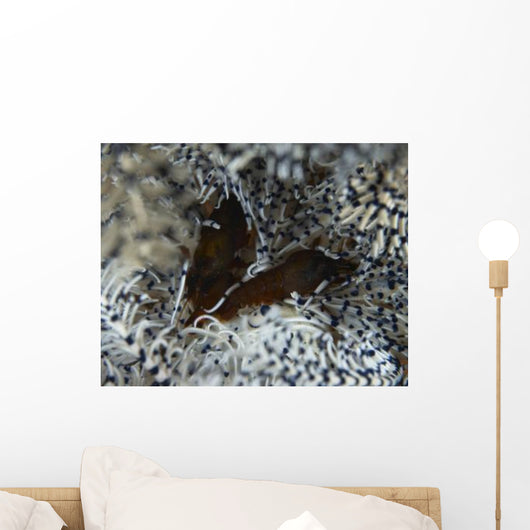 Pair Brown Snapping Shrimps Wall Decal