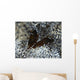 Pair Brown Snapping Shrimps Wall Decal