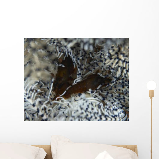 Pair Brown Snapping Shrimps Wall Decal