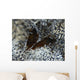 Pair Brown Snapping Shrimps Wall Decal