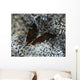Pair Brown Snapping Shrimps Wall Decal