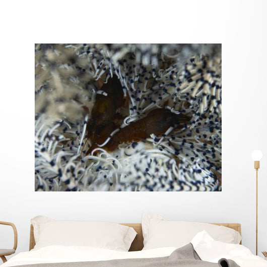 Pair Brown Snapping Shrimps Wall Decal