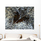 Pair Brown Snapping Shrimps Wall Decal