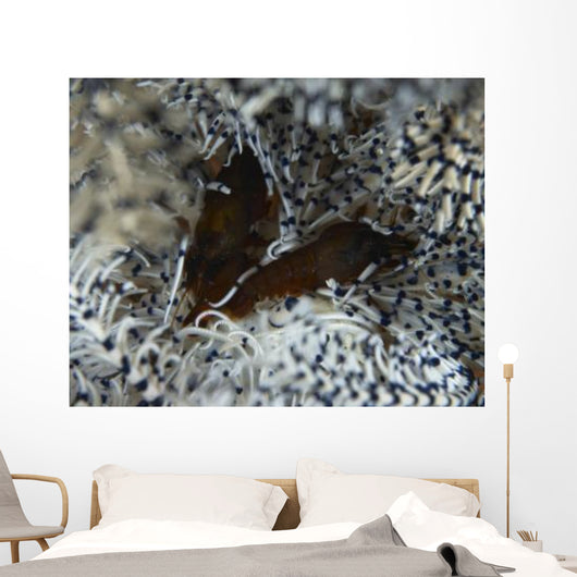 Pair Brown Snapping Shrimps Wall Decal