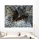 Pair Brown Snapping Shrimps Wall Decal