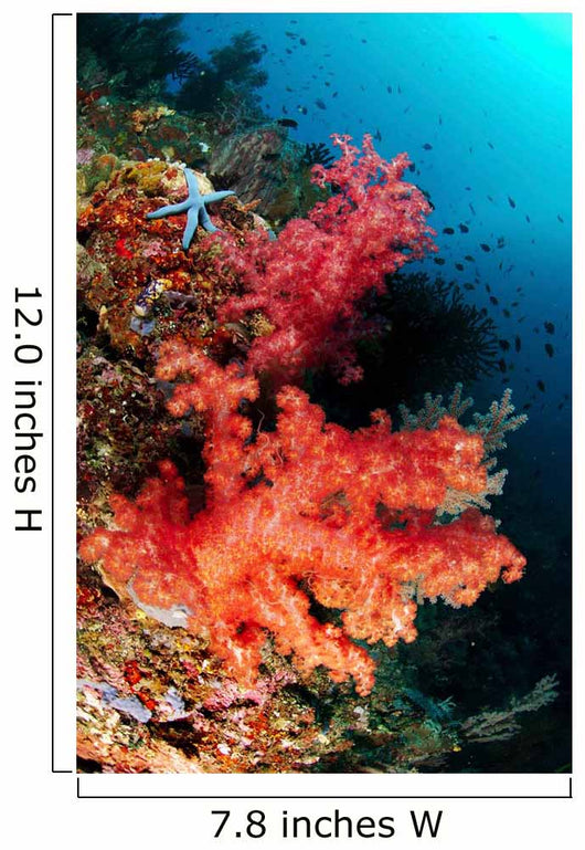 Red Soft Corals and Wall Decal