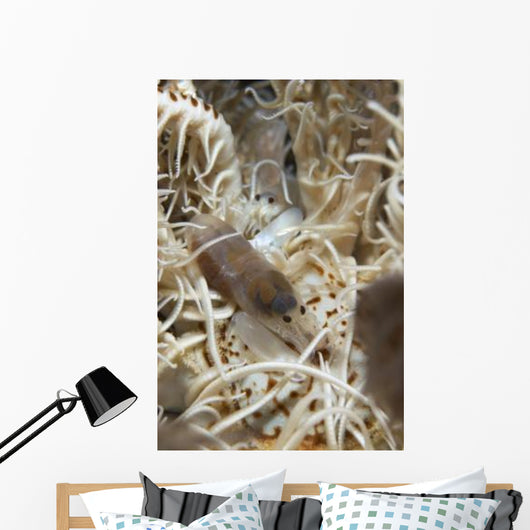 Pair Translucent White Snapping Wall Decal