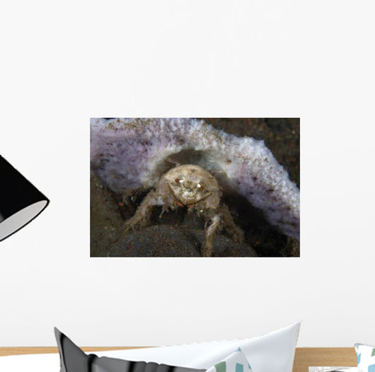 Decorator Crab with Mauve Wall Decal