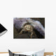 Decorator Crab with Mauve Wall Decal