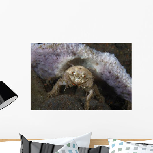 Decorator Crab with Mauve Wall Decal