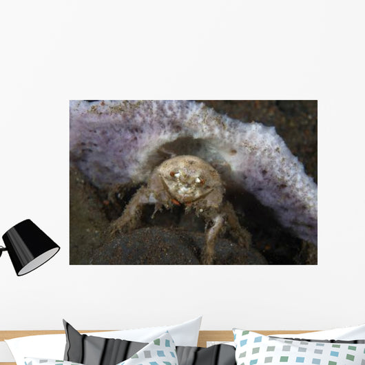 Decorator Crab with Mauve Wall Decal
