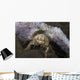 Decorator Crab with Mauve Wall Decal