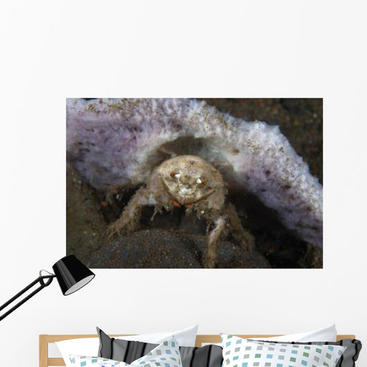 Decorator Crab with Mauve Wall Decal