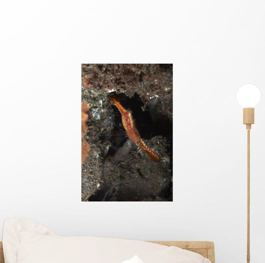 Orange Donald Duck Shrimp Wall Decal