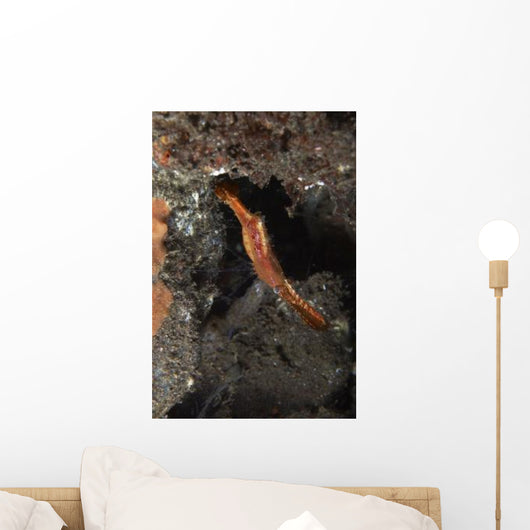 Orange Donald Duck Shrimp Wall Decal