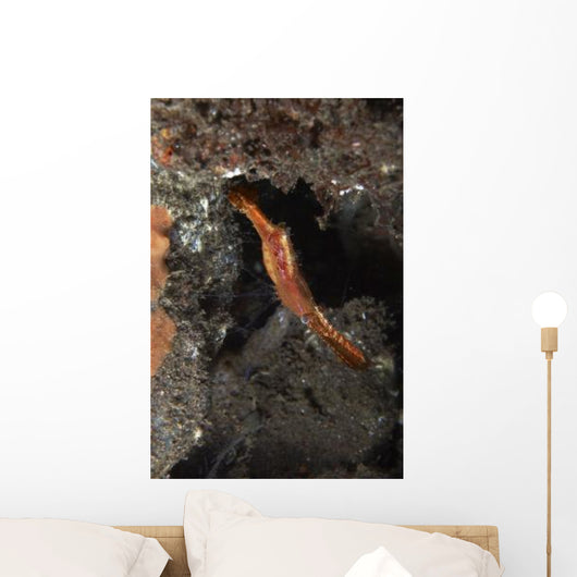 Orange Donald Duck Shrimp Wall Decal