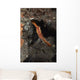 Orange Donald Duck Shrimp Wall Decal