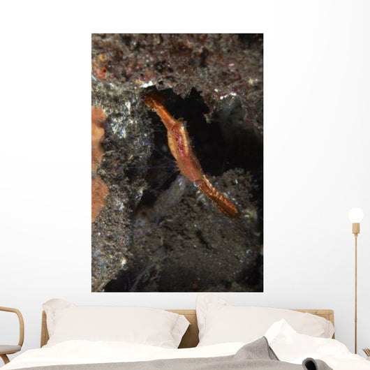 Orange Donald Duck Shrimp Wall Decal