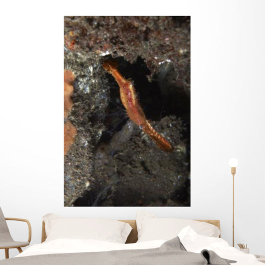 Orange Donald Duck Shrimp Wall Decal