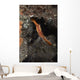 Orange Donald Duck Shrimp Wall Decal