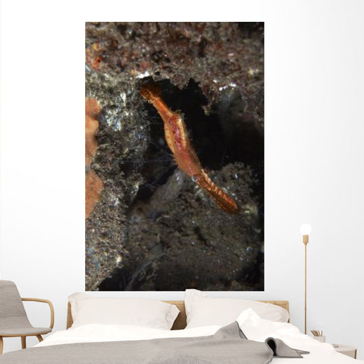 Orange Donald Duck Shrimp Wall Decal