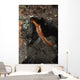 Orange Donald Duck Shrimp Wall Decal