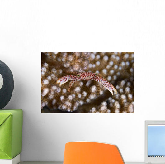 Small White Crab with Wall Decal