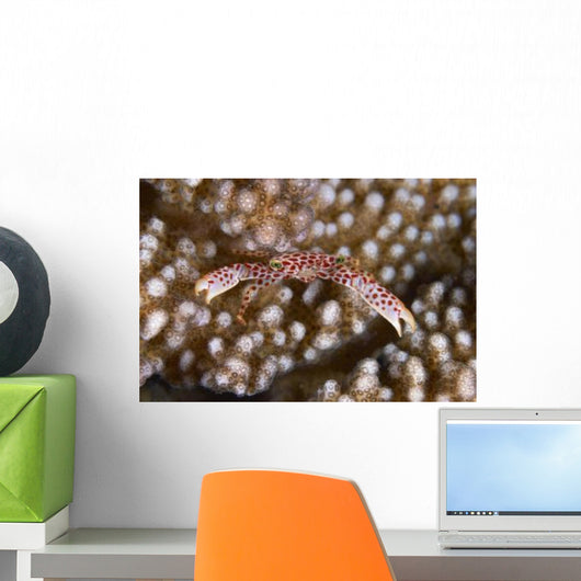 Small White Crab with Wall Decal