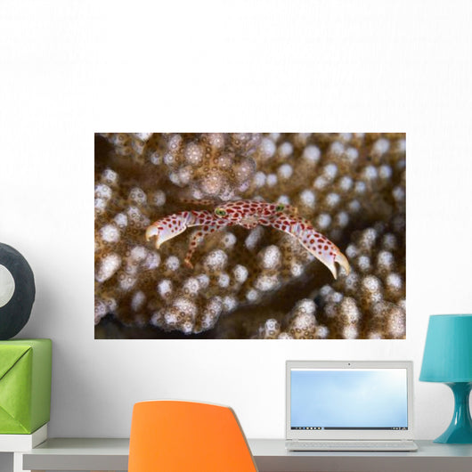Small White Crab with Wall Decal
