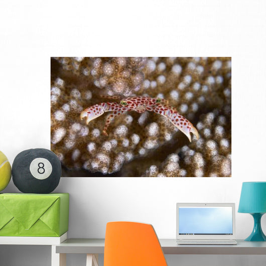 Small White Crab with Wall Decal