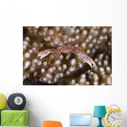 Small White Crab with Wall Decal