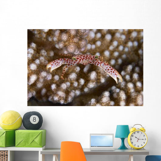 Small White Crab with Wall Decal