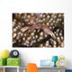 Small White Crab with Wall Decal