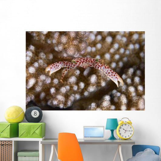 Small White Crab with Wall Decal