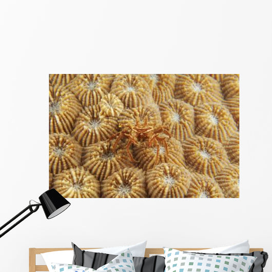 Tiny Red and White Wall Decal