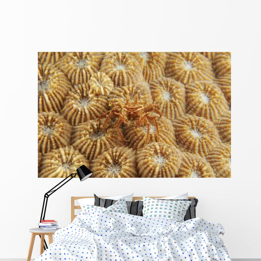 Tiny Red and White Wall Decal