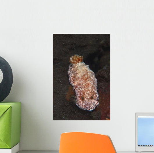 White-spotted Red Nudibranch Sea Wall Decal